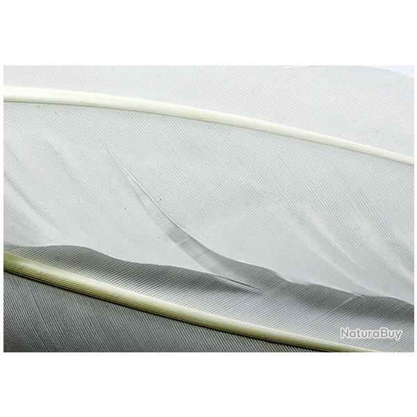 Dinde plume daile teintes blanche