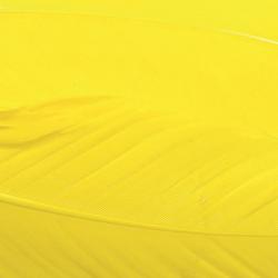 Dinde plume d´aile teintées jaune