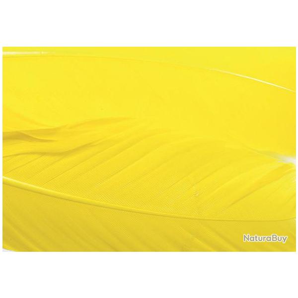 Dinde plume daile teintes jaune