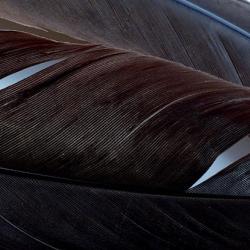 Dinde plume d´aile teintées marron