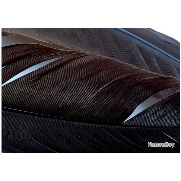 Dinde plume daile teintes marron