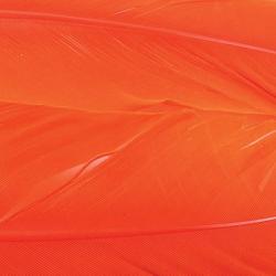 Dinde plume d´aile teintées orange