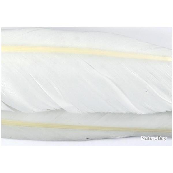 Oie plume daile blanches