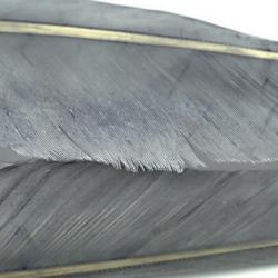 Oie plume d´aile teintées gris