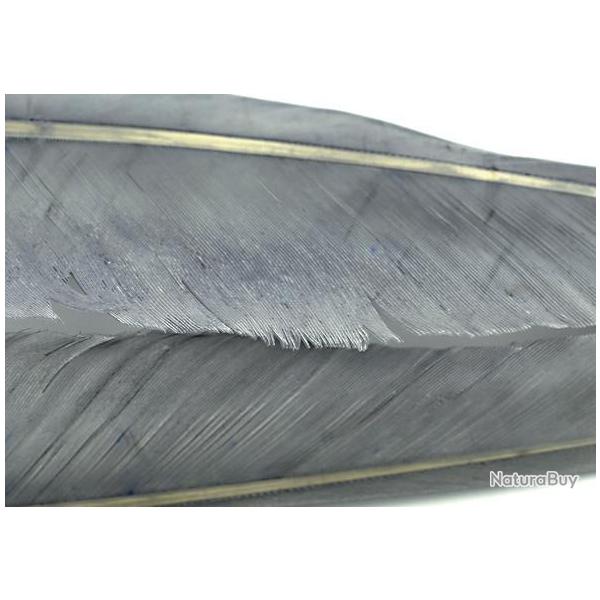 Oie plume daile teintes gris