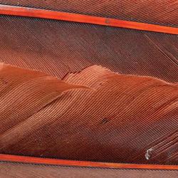 Oie plume d´aile teintées marrons