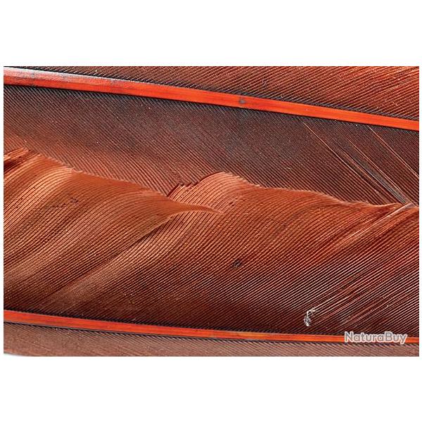 Oie plume daile teintes marrons