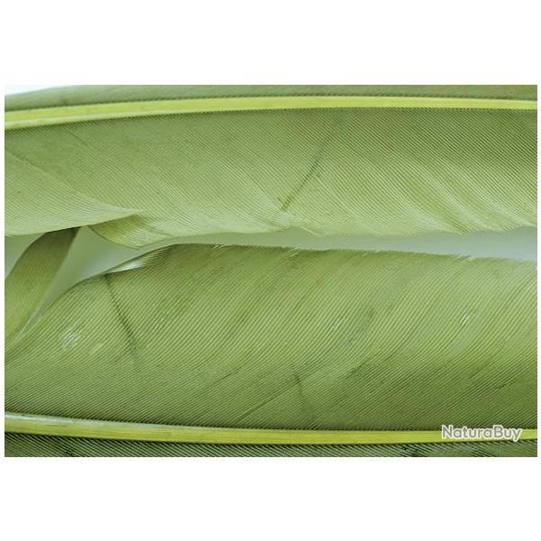 Oie plume daile teintes olives