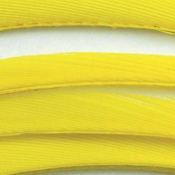 Oie biots quills jaune