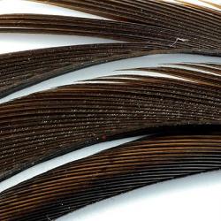 Oie biots quills marron foncé