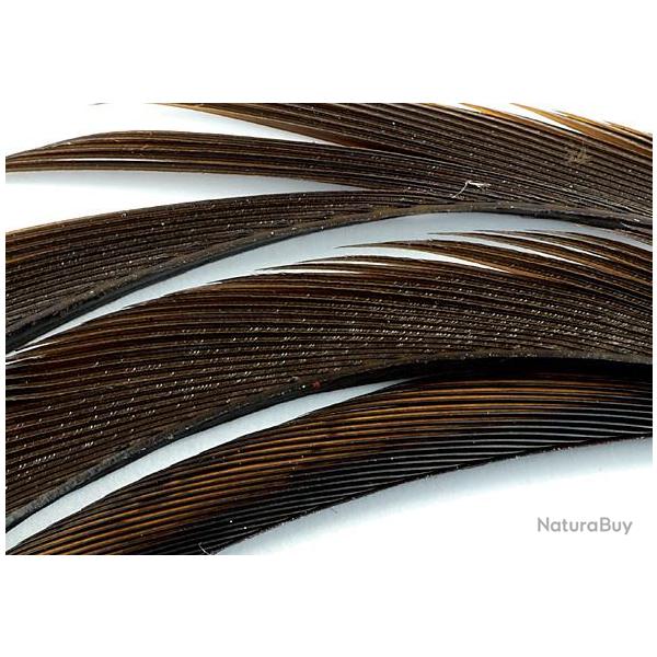 Oie biots quills marron fonc