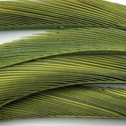 Oie biots quills olive clair