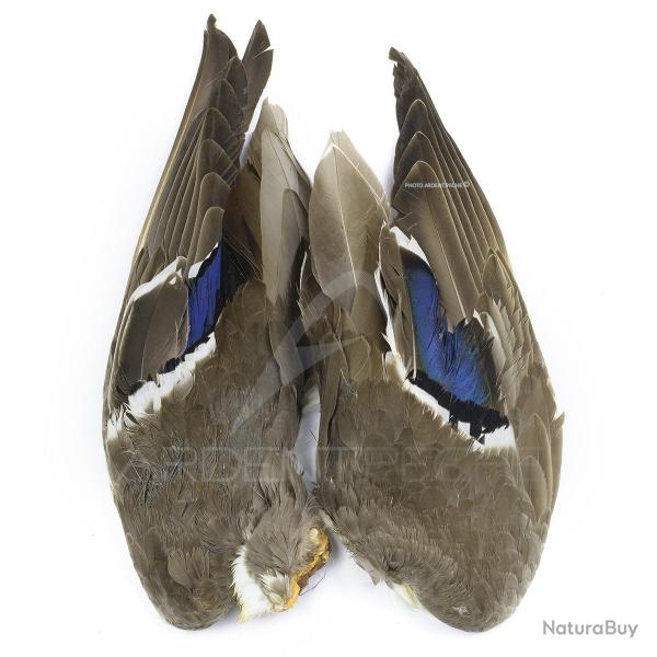 Canard Mallard Paires dailes