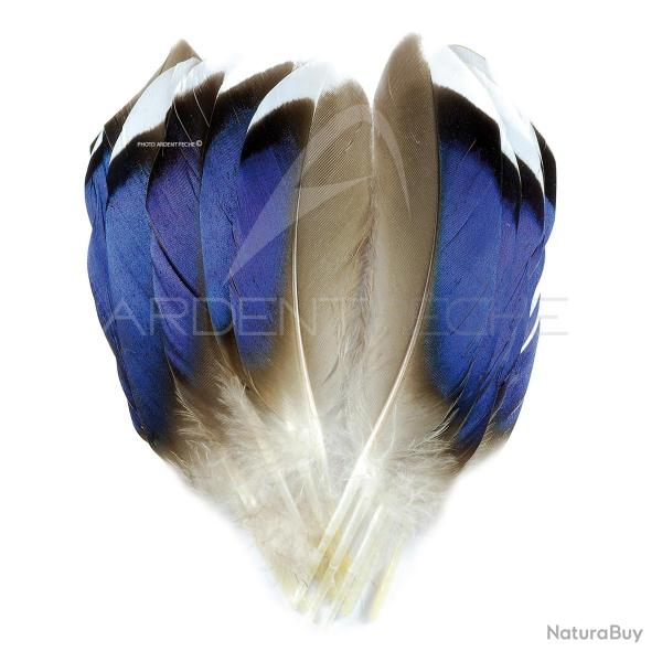 Canard Mallard plumes bleutes