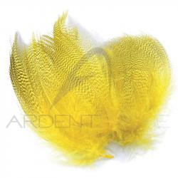 Canard flancs jaune