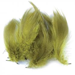 Canard flancs olive