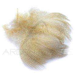 Canard poitrail mâle beige