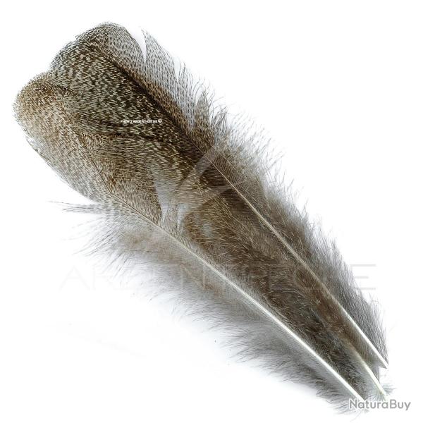 Paonneplume