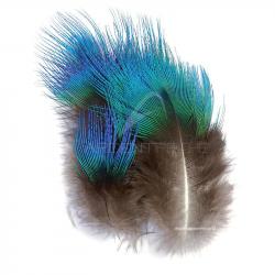 Paon plumes de corps bleu