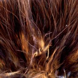 Marabout plumes quill marron 47