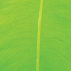 Autruche herls sur tige fluo chartreuse