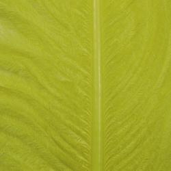 Autruche herls sur tige olive