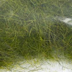 Dubbing lièvre sauvage olive clair