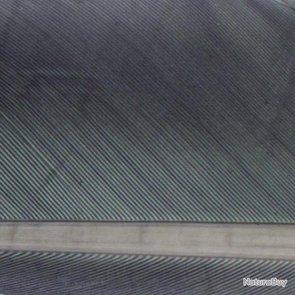 Condor substitut Gray