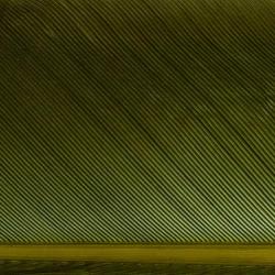 Condor substitut Olive