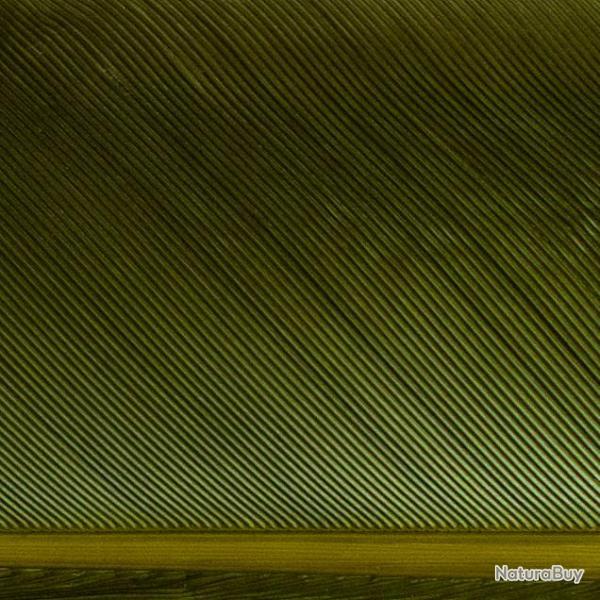 Condor substitut Olive