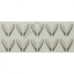 Ailes réalistes Bottle fly wings petites