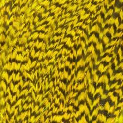 Demi selle de coq grizzly jaune