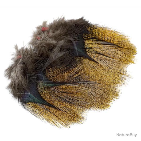 Plumes Pardo Florian Stephan grade 1 Flor descoba