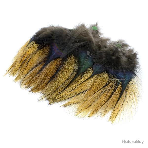 Plumes Pardo Florian Stephan grade 2 Flor descoba