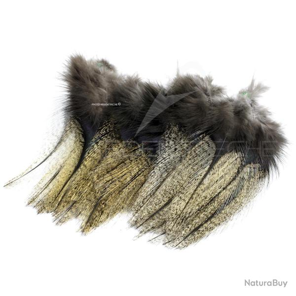 Plumes Pardo Florian Stephan grade 2 Mdio