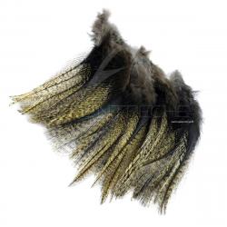Plumes Pardo Florian Stephan grade 2 Oscuro