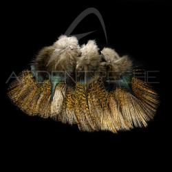 Plumes Pardo SELECT grade 1 encendido