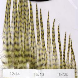 Hackles Génétic DEVAUX Grizzly olive