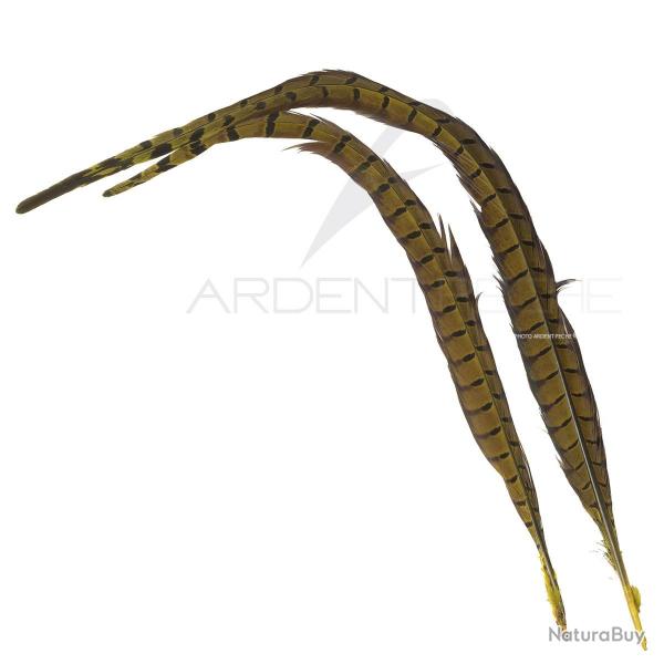 Faisan commun queue teinte golden olive