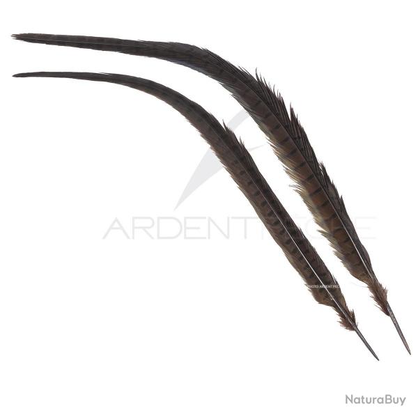 Faisan commun queue teinte Marron fonce