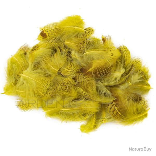 perdrix plumes de collerette claire teint jaune
