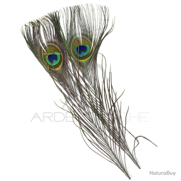Paon oeil completteint olive