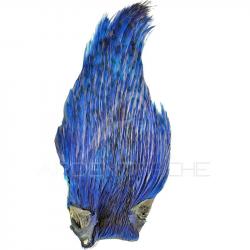 Cous de coq DEVAUX Top Grade Teint bleu roi