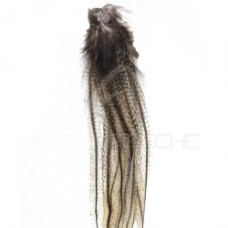 Plumes Pardo DEVAUX Lancette moyen