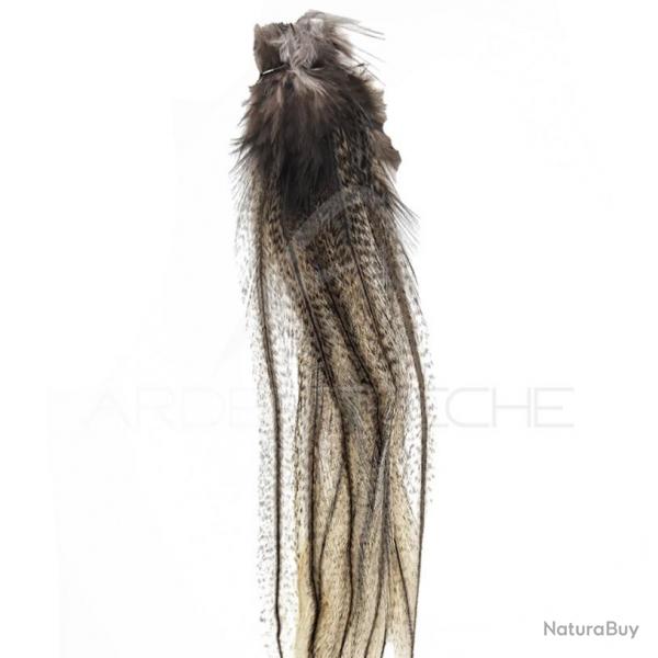 Plumes Pardo DEVAUX Lancette moyen