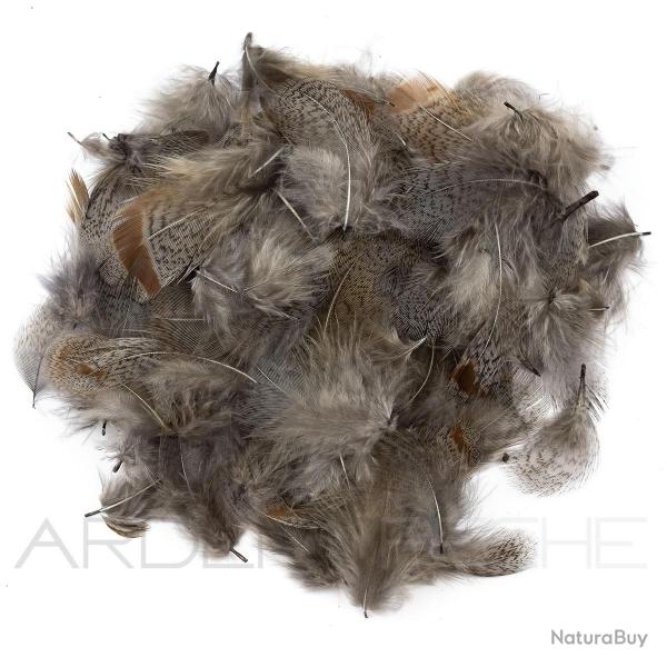 perdrix plumes de collerette claire teint blue dun