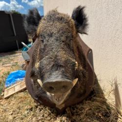 Tête de sanglier