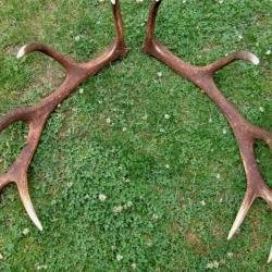 Très velle paire de mues de cerf 10 cors -