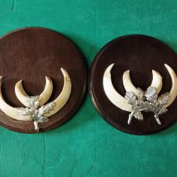 SUR ECUSSONS BOIS 2 TROPHEES DEFENSES GRES DE SANGLIER