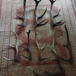 UN LOT DE BOIS MUES CERF ENTRE 47 ET 72CM
